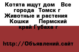 Котята ищут дом - Все города, Томск г. Животные и растения » Кошки   . Пермский край,Губаха г.